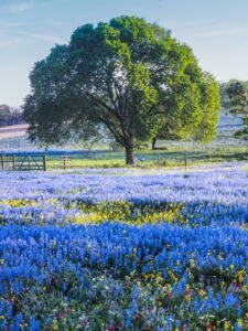 10 Places To See Flowers This Spring in the US