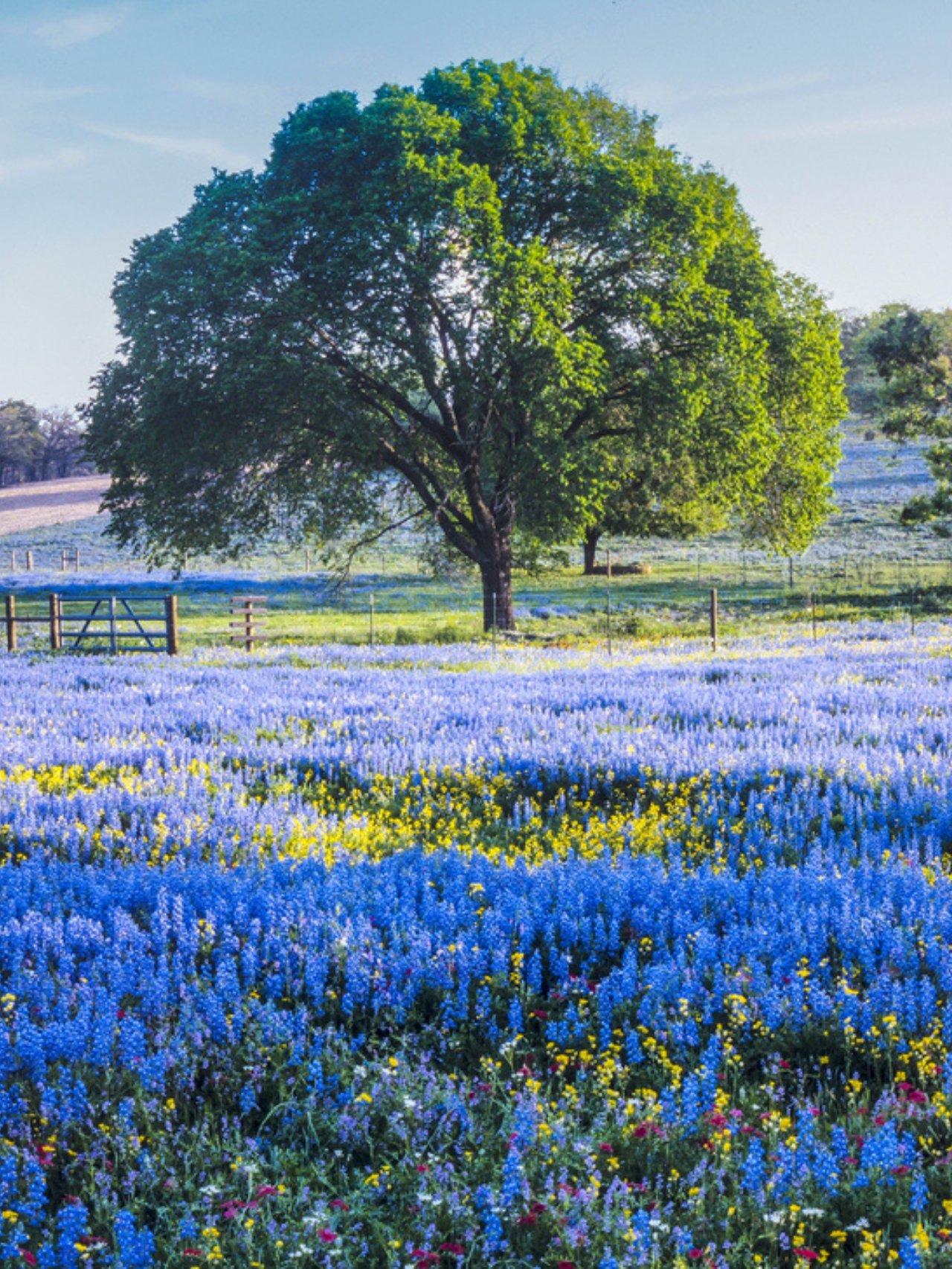 10-places-to-see-flowers-this-spring-in-the-us