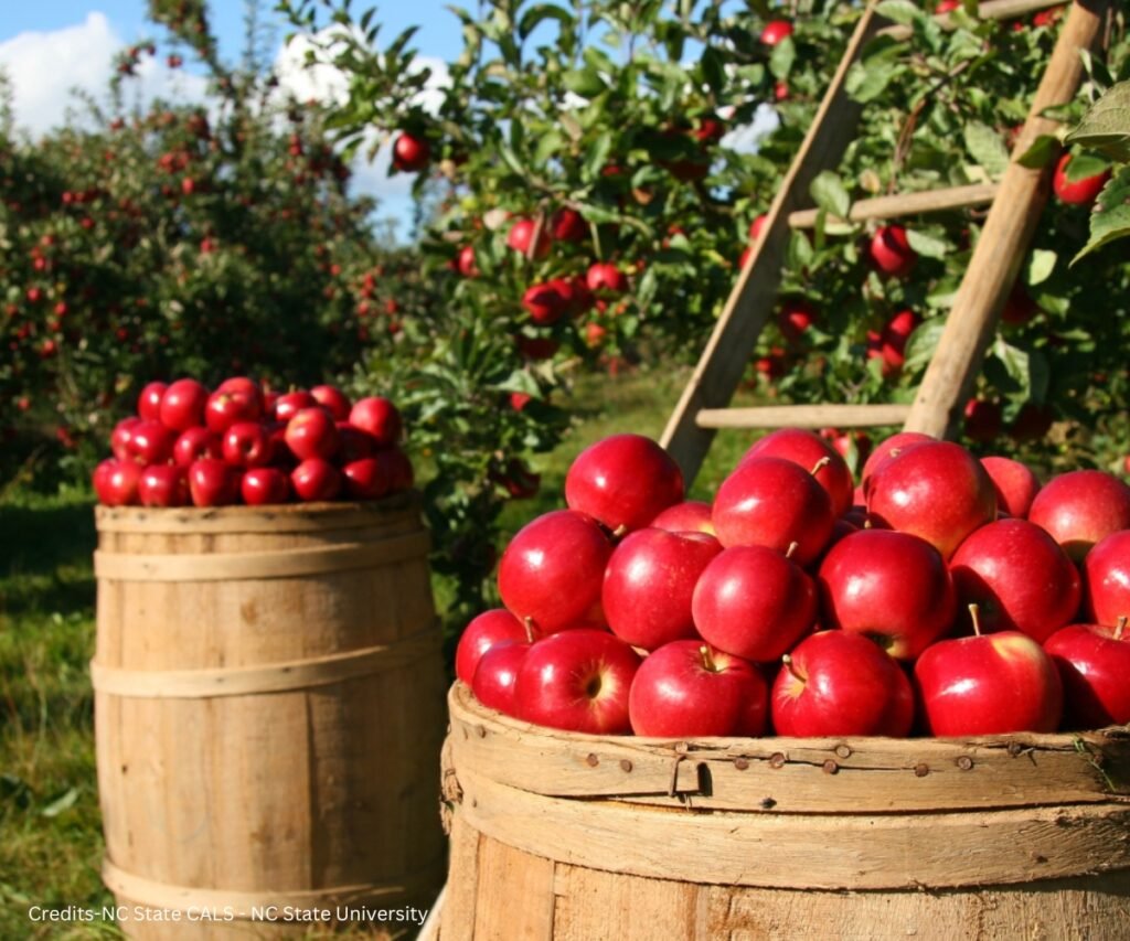 Apple Picking in NC, best apple picking in nc, where to go apple picking in nc, north carolina apple picking,