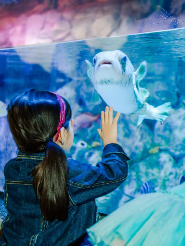 Exploring Salinas: Discover 10 Mesmerizing Aquariums Nearby