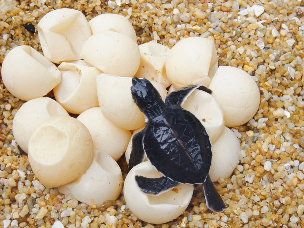 Karen Beasley Sea Turtle Rescue Center - Hatching of Sea Turtle eggs⁠ Image by GOC from Getty Images Signature