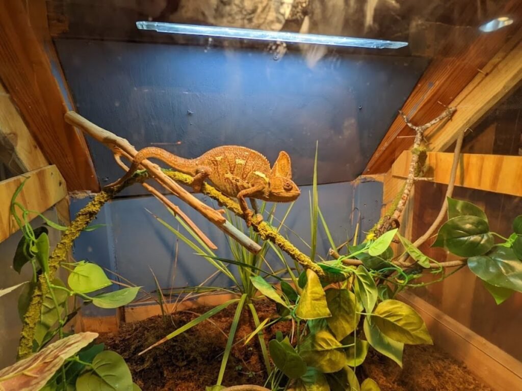 Veiled Chameleon in Topsail Touch Tank Aquarium 